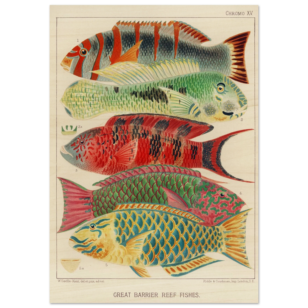 The Radiant Reef: Scientific Artistry from the 19th Century - ARTIFIYY