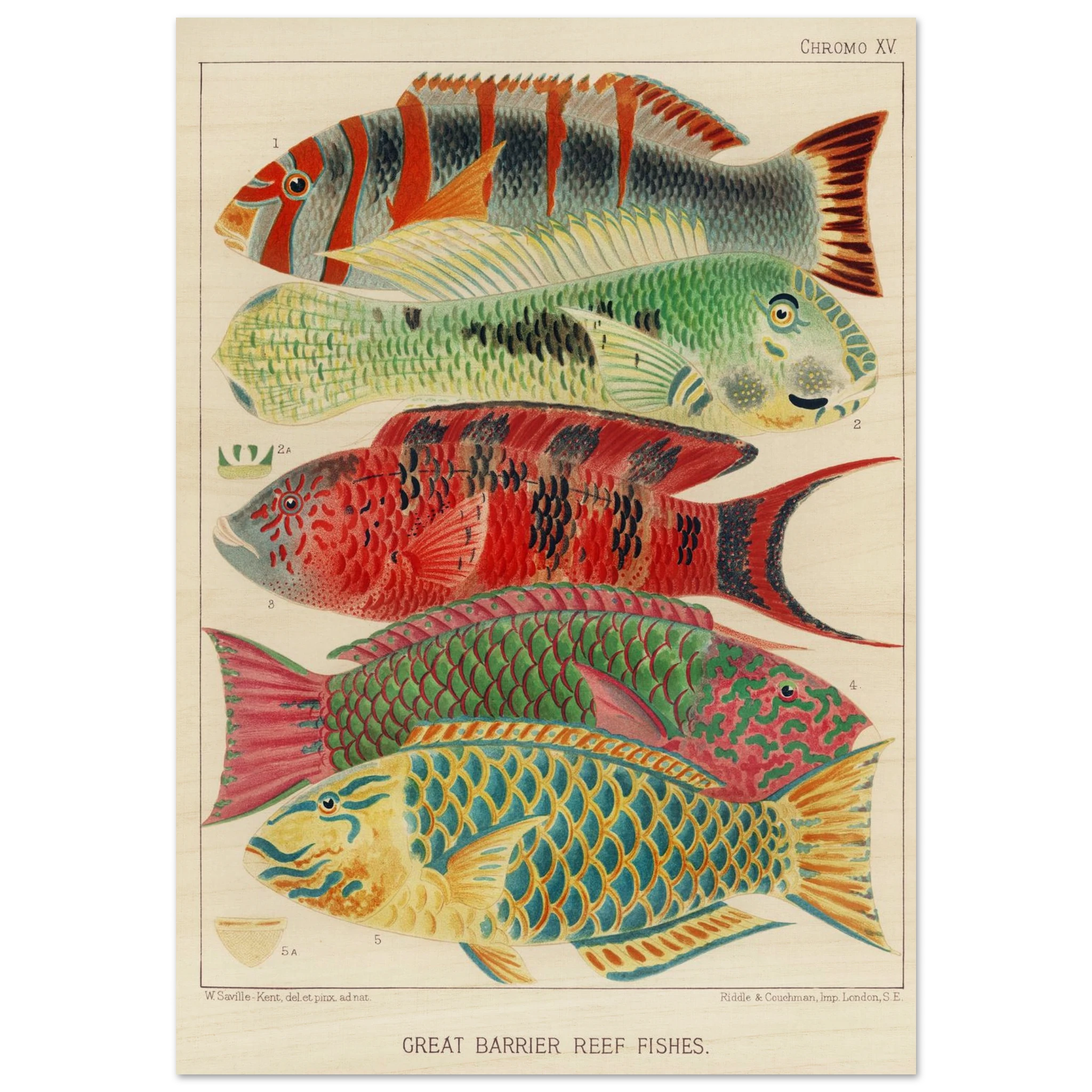 The Radiant Reef: Scientific Artistry from the 19th Century - ARTIFIYY
